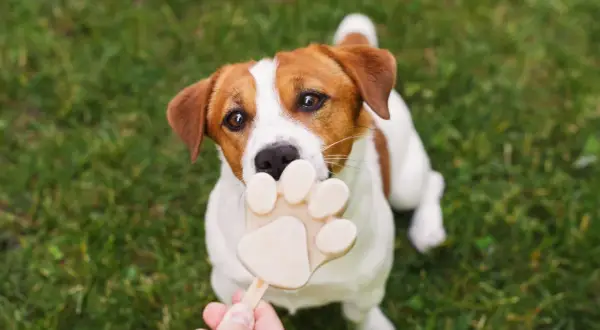 Czy pies może jeść lody? Ten uroczy Jack Russell Terrier z pewnością chciałby spróbować tego lodowego przysmaku w kształcie łapki.