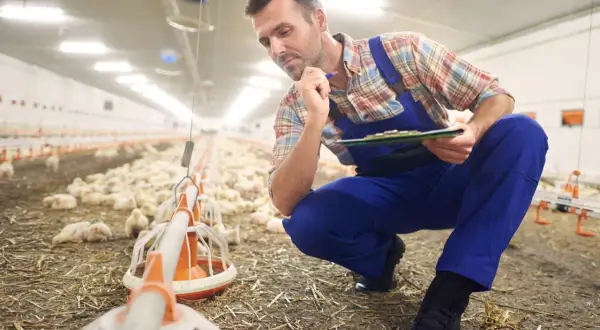 Zootechnik w kombinezonie pochyla się nad pisklętami, notując coś na tablicy.