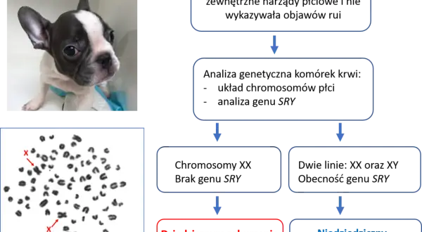Szczenię buldoga francuskiego i jego kariotyp 78,XX. Psy mają 78 chromosomów, w tym dwa chromosomy płci X.
