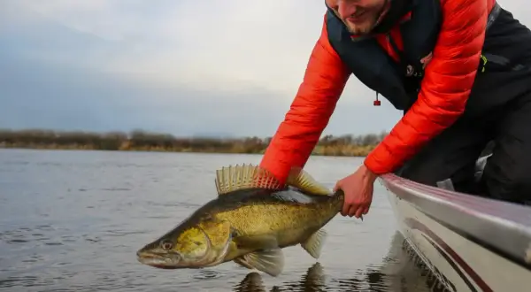 Glücklicher Angler präsentiert stolz einen fetten Zander, gefangen an einem der Elbe Zander Hotspots.