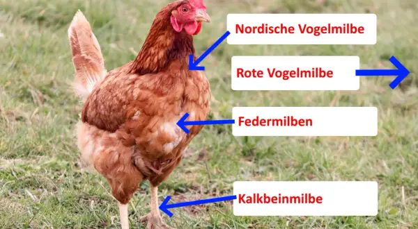 Braunes Huhn mit Pfeilen, die auf verschiedene Arten von Milben hinweisen, wie z.B. die rote Vogelmilbe, die das Huhn befallen kann.