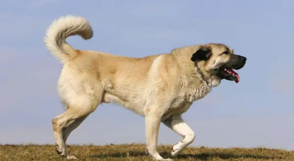 Ein Kangal mit aufgerissenem Maul und heraushängender Zunge, der auf einer Wiese steht. Seine Haltung wirkt wachsam, aber nicht aggressiv.
