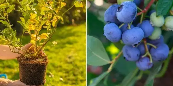 Co sadzić obok borówki? Sprawdzone rośliny dla obfitych plonów