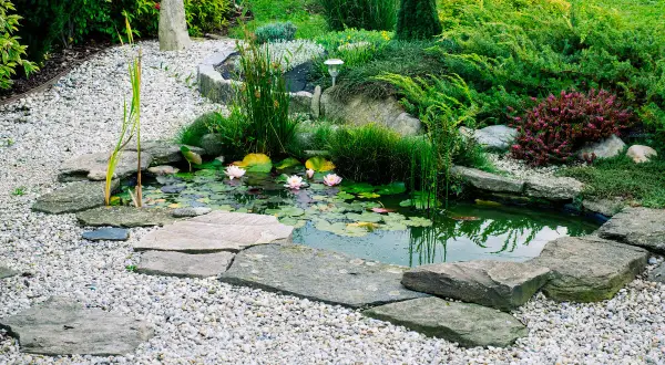 Un étang privé avec des nénuphars roses et des plantes aquatiques, entouré de gravier et de pierres. La réglementation pour une mare privée est importante pour l'écosystème.