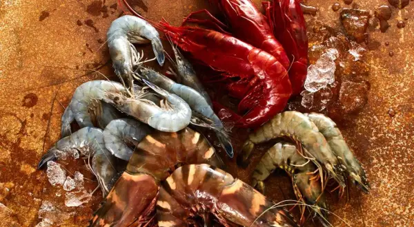 Frische Meeresfrüchte: Rote und graue Garnelen, die an die Küste Norwegens erinnern, liegen auf einem rustikalen Untergrund.