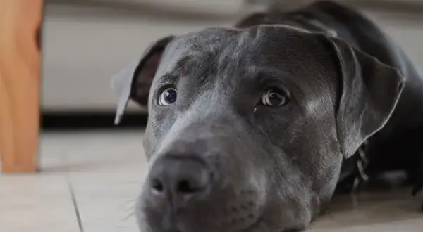 Perro con mirada triste, quizás sufriendo de enfermedad de Addison.