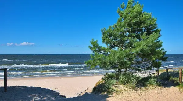 Piękny dzień na plaży w Ostrowie nad morzem. Jasny piasek, szum fal i sosna tworzą idealny krajobraz.