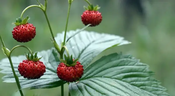 Pyszne poziomki dojrzewają na łodyżkach. Uprawa poziomek w naturze to piękny widok.