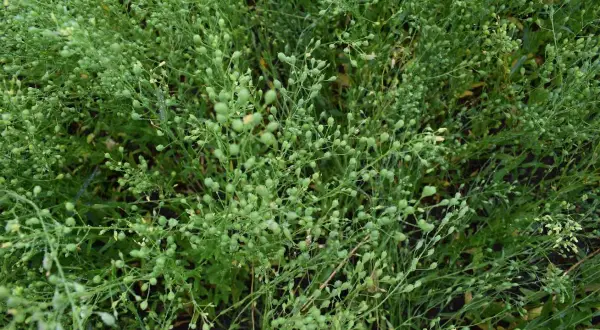 Gęsty łan zielonych roślin z licznymi drobnymi łuszczynkami, typowymi dla camelina sativa.