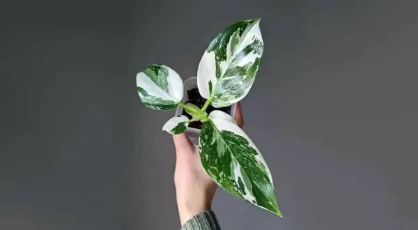 Młoda roślina philodendron white princess w przezroczystej doniczce, trzymana w dłoni. Liście o unikalnym, marmurkowym wzorze bieli i zieleni.