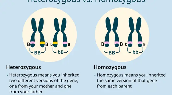 Links zeigen Chromosomenpaare: links heterozygot (Bb), rechts homozygot (BB, bb).