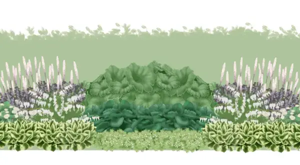 En illustration av en trädgårdsdesign med buskar som trivs i skugga, inklusive hosta, astilbe och hjärtblommor.