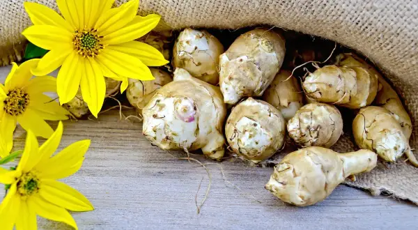 Frisch geernteter Topinambur liegt neben leuchtend gelben Blüten auf Holz.