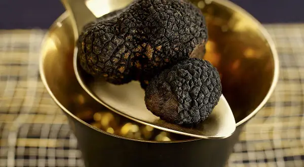 Deux truffes noires, la truffe la plus chère, reposent sur une cuillère dorée au-dessus d'un bol.