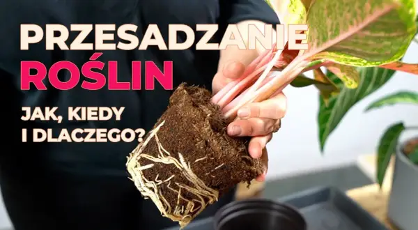 Jak przesadzić kwiat? Kompleksowy przewodnik krok po kroku