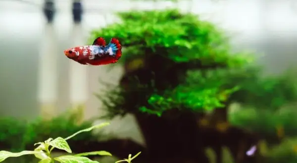 Jakie oświetlenie do akwarium 54l zapewni zdrowe rośliny i ryby?