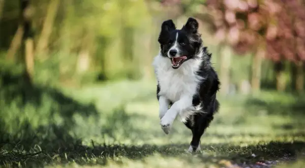 Jak wytresować border collie: skuteczne metody na inteligentnego psa