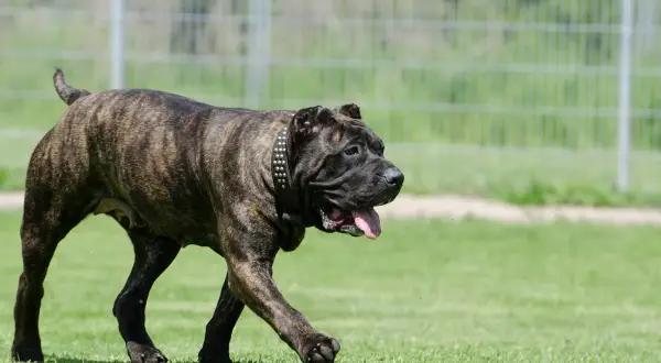 Ein kräftiger Presa Canario, schwarz gestromt, mit Nieten-Halsband, genießt einen Spaziergang auf der grünen Wiese.