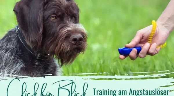 Ein Hund schaut auf einen Clicker. Ein "Click für Blick" Training am Angstaustlöser beginnt.