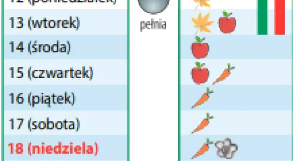 Kiedy siać marchew? Kalendarz siewu i triki na obfity plon!