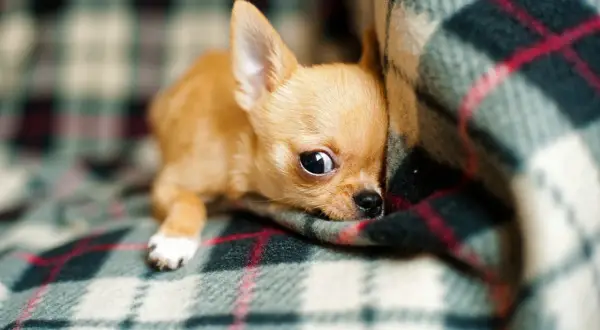 Uroczy szczeniak chihuahua, jeden z najmniejszych psów miniaturki, wtula się w ciepły koc w kratę.