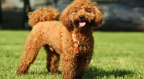 Rudy pudel toy na trawie, z językiem na wierzchu. Czy wady i zalety tej rasy są warte jego uroku?