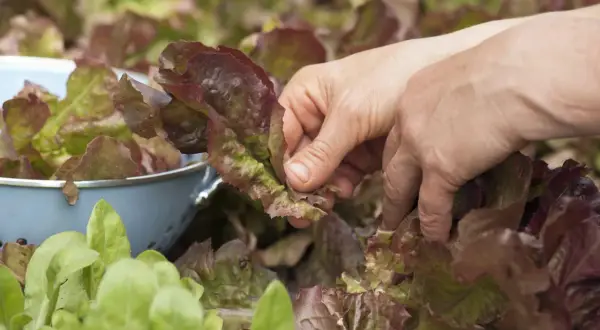 Hände ernten roten Kopfsalat. Frische Blätter landen in einem blauen Sieb, bereit für den Salat.