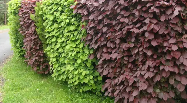 Piękny, wielobarwny żywopłot z zielonych i bordowych liści, tworzący naturalną barierę.