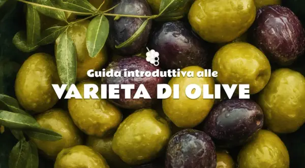 Un primo piano di olive giganti, alcune verdi e altre violacee, con gocce d'acqua. Guida alle varietà di olive.