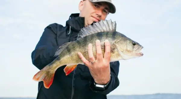 Szczęśliwy wędkarz prezentuje okazałego okonia złowionego podczas wędkowania w Chorwacji.