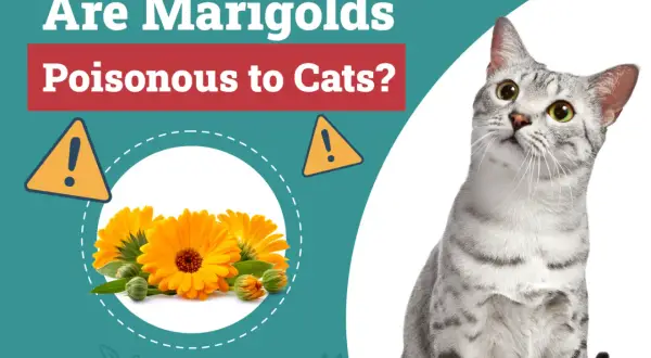 Are marigolds poisonous to cats? This image shows bright orange marigolds and a curious cat, prompting the question about their safety for felines.