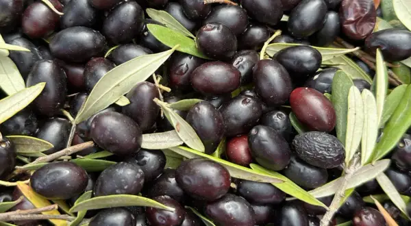 Un montón de aceitunas negras y algunas hojas verdes. Las diferencias entre oliva y aceituna son sutiles, pero aquí se aprecian las variedades maduras.