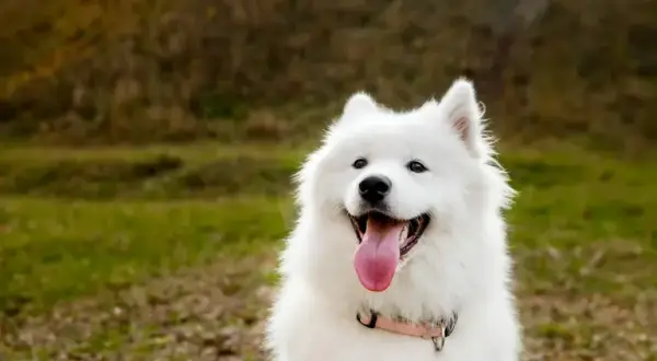 Samoyed gubi sierść? Realia, pielęgnacja i czysty dom