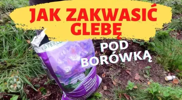 Jak zakwasić glebę pod borówki? Sprawdzone metody i triki
