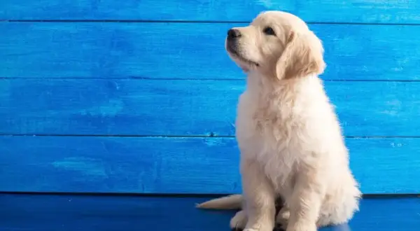 Czy golden retriever nadaje się do bloku? Jak zadbać o jego potrzeby