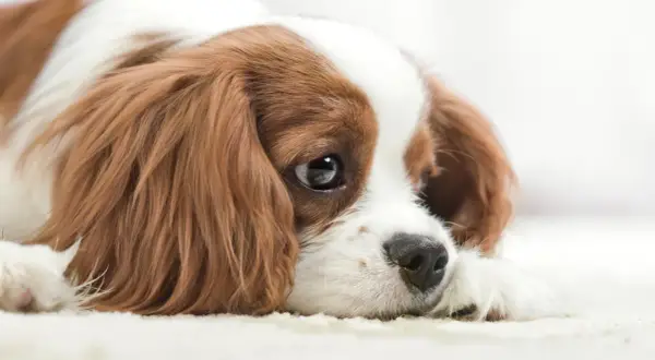Un perro triste, con ojos melancólicos y pelaje marrón y blanco, yace en una alfombra clara.