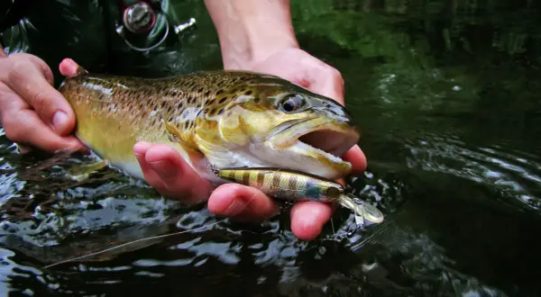 Erfolgreiches Angeln an der Lahn: Ein Angler hält einen frisch gefangenen Fisch und den Köder in seinen Händen.