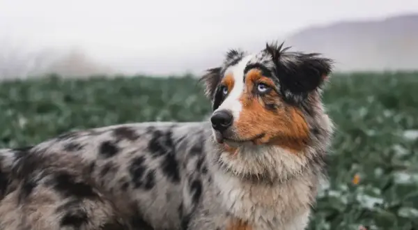 Ein wunderschöner Husky Australian Shepherd Mix mit strahlend blauen Augen steht auf einem Feld. Sein Fell ist marmoriert und seine Ohren sind aufmerksam aufgestellt.