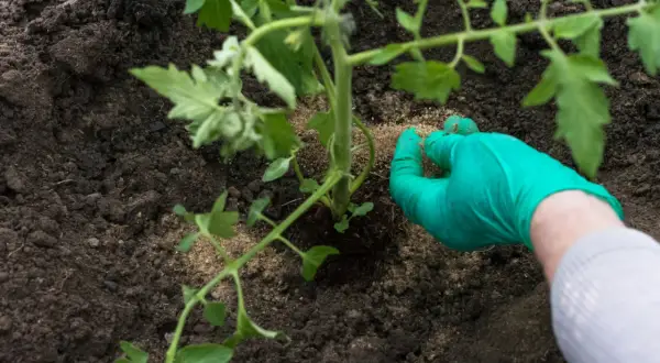 Ręka w zielonej rękawiczce rozsypuje nawóz wokół młodej sadzonki pomidora. Dowiedz się, czym nawozić pomidory domowe sposoby.