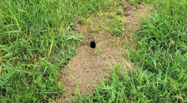 Oto jak wygląda kopiec karczownika: niewielki otwór w ziemi otoczony usypiskiem drobnych kamyczków i ziemi, pośród bujnej, zielonej trawy.
