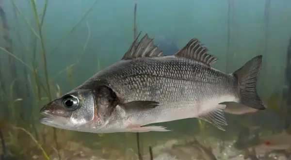 Ein silberner Fisch, ein sea bass deutsch, schwimmt im klaren Wasser zwischen Wasserpflanzen.