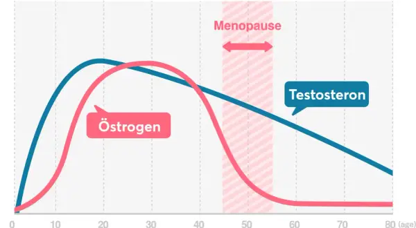 Kurve zeigt Östrogen- und Testosteronspiegel bei Frauen im Laufe des Lebens. Testosteron bei Frauen bleibt relativ stabil, während Östrogen stark schwankt.