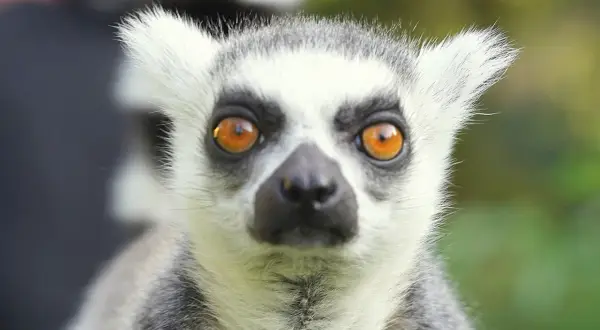 Lemur z wielkimi, bursztynowymi oczami, jeden z wielu ciekawych gatunków, jakie zwierzęta są w zoo we Wrocławiu.