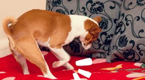 Mi perro rasca el suelo por la noche, buscando su juguete escondido bajo la manta roja con lunares blancos.