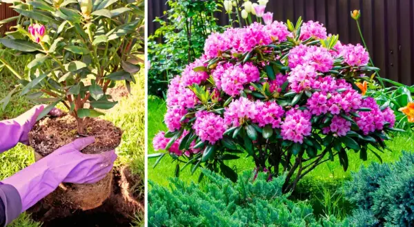 Sadzenie rododendrona obok innych roślin, kwitnący rododendron z różowymi kwiatami.