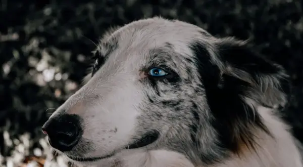 Ein Hund mit auffallend blauen Augen und nach hinten gelegten Ohren blickt nach links.