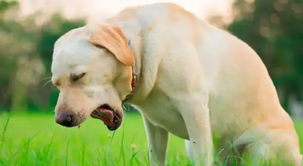 Labrador tosiendo en la hierba. La tos de las perreras puede contagiarse a humanos, ¡cuidado!