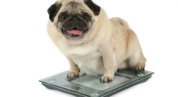 Un pug con sobrepeso, con la lengua fuera, se sienta en una báscula digital.