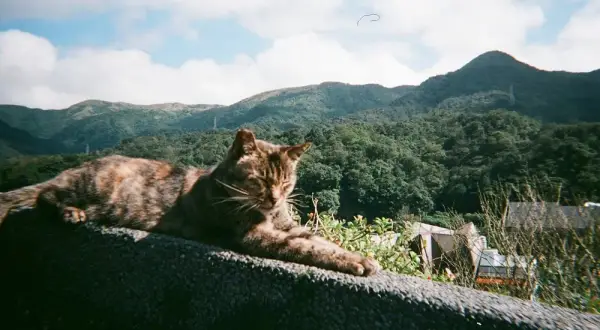 Dónde viven los gatos y los sorprendentes lugares que eligen