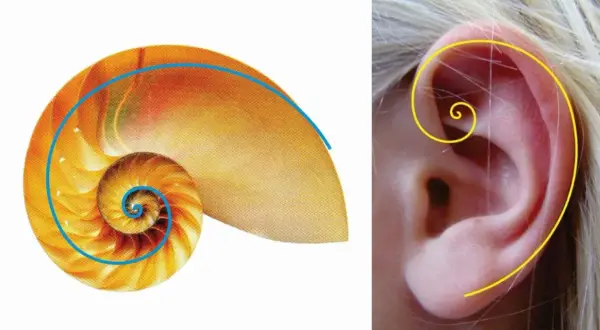 Muszla łodzika i ludzkie ucho ukazują złota proporcja w naturze, tworząc harmonijne spirale.